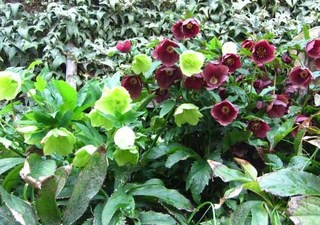 IMG_0333.JPG