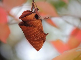 a0960_006111.jpg